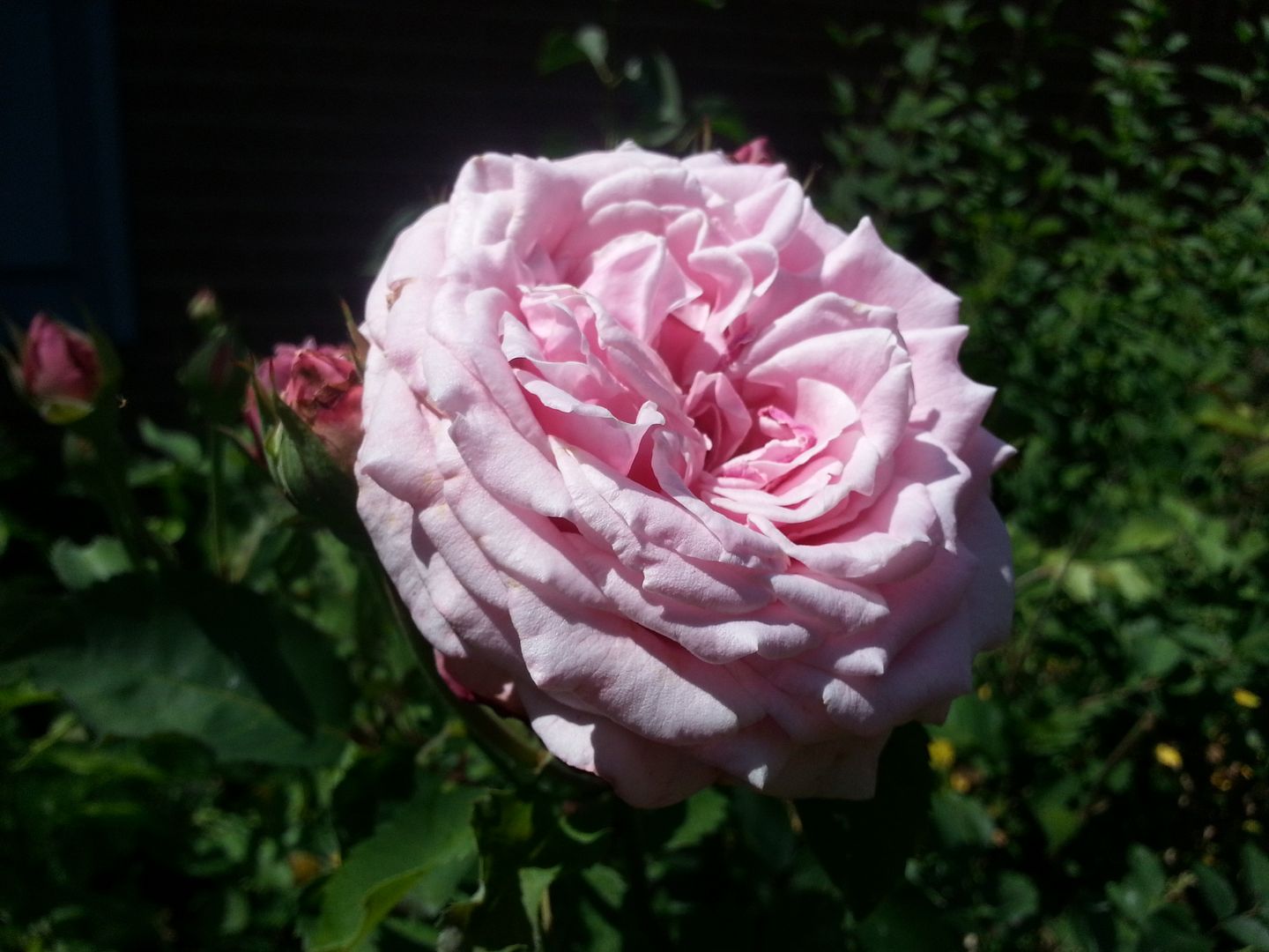 belindas dream photo 20130601_153728_zps291bafb1.jpg